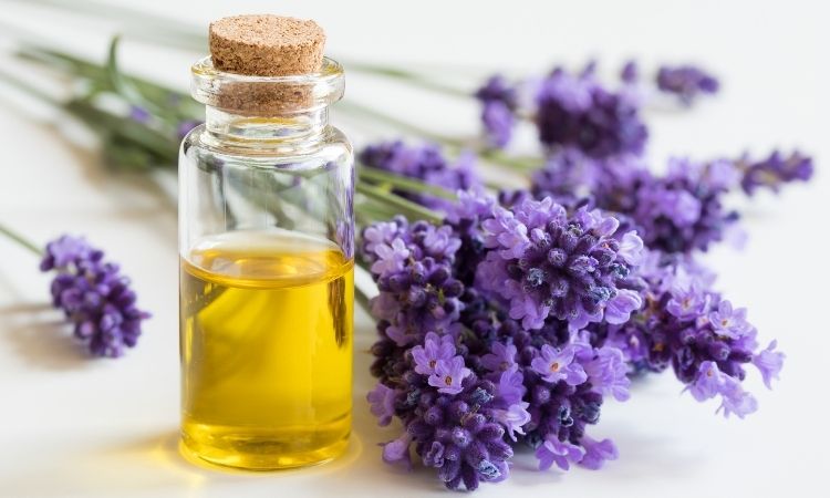 what is lavender oil