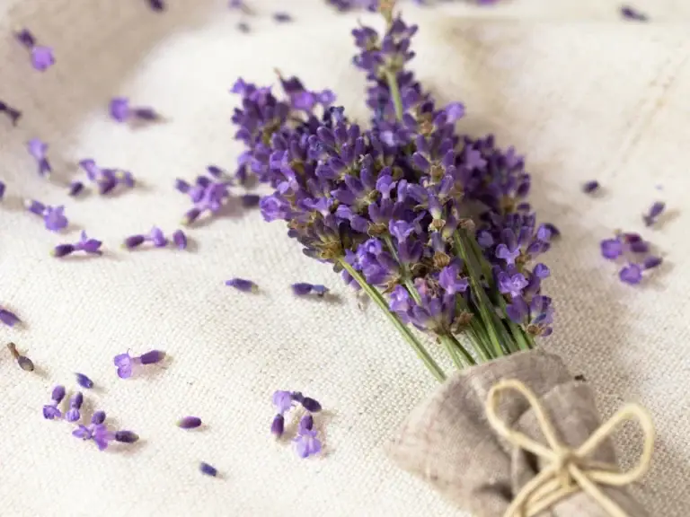 Dried lavender bunch on linen – relaxing and calming lavender ingredients for wellness