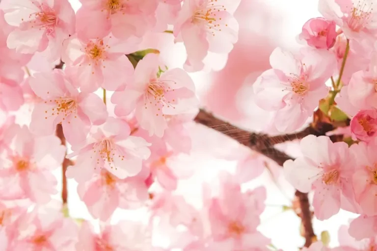 Floral aroma ingredients – Emerald Kalama