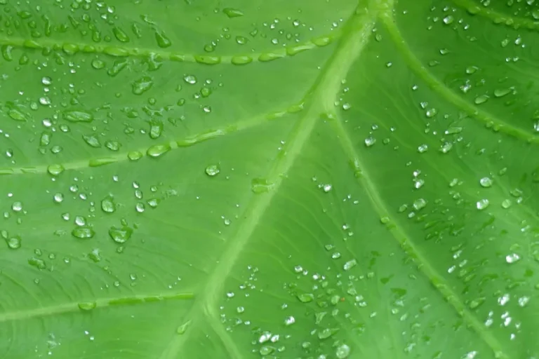 Fresh and green notes – Emerald Kalama