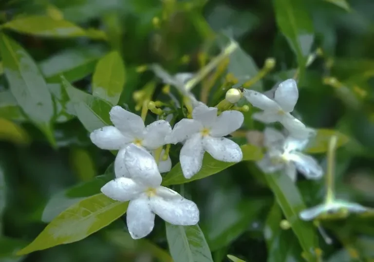 Kalama Amyl Cinnamic Aldehyde – balsamic floral aroma ingredient