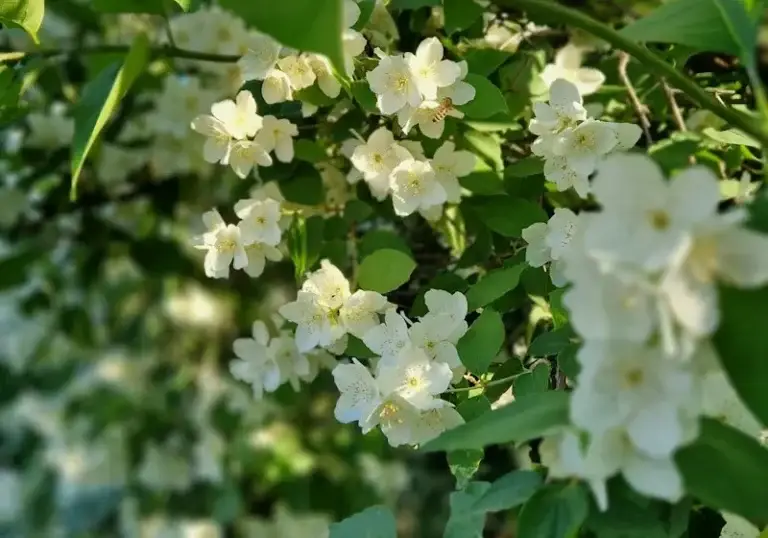 Kalama Florosol – floral fresh aroma ingredient