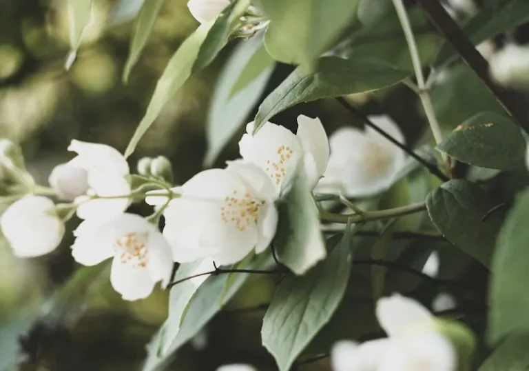 Kalama Hexyl Cinnamic Aldehyde – jasmine-like aroma ingredient