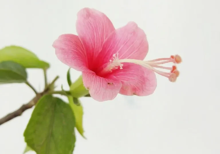 Kalama Laevo-Citronellol – rosy citrusy aroma ingredient